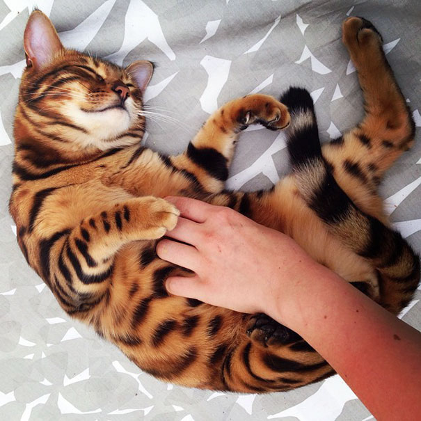 Meet Thor, The Bengal Cat With Purrfectly Beautiful Fur