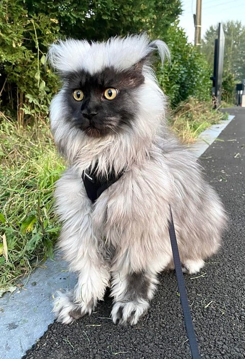 Massive Maine Coon cat is so big and fluffy he looks like a lemur | Metro News