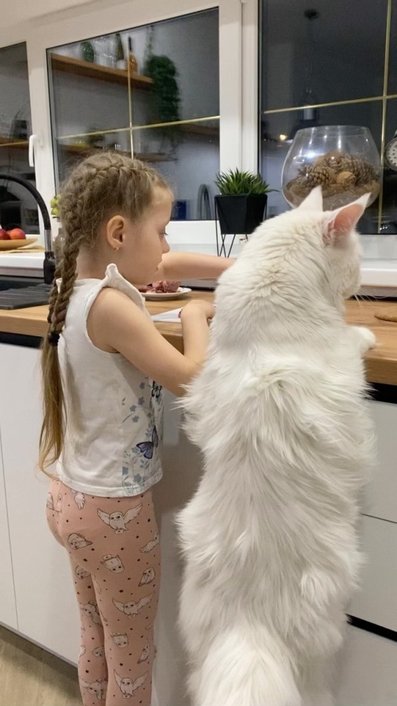 Cat stands on his hind legs next to 4-year-old girl. 