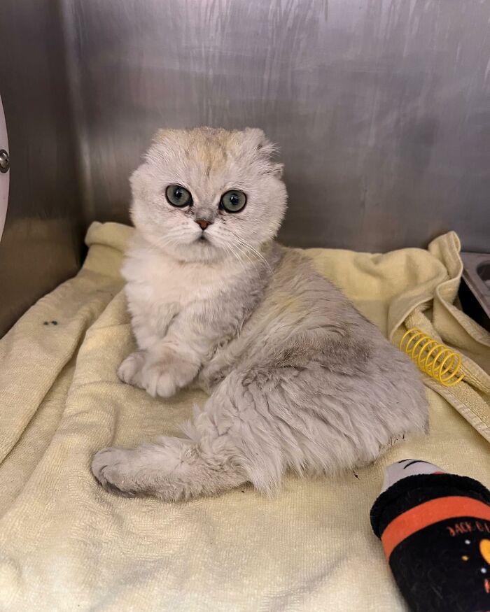 Meet Mochi, A Munchkin Cat Who Got Another Chance At Life And Found A Forever Home After Losing Her Leg, Tail, And Both Ears