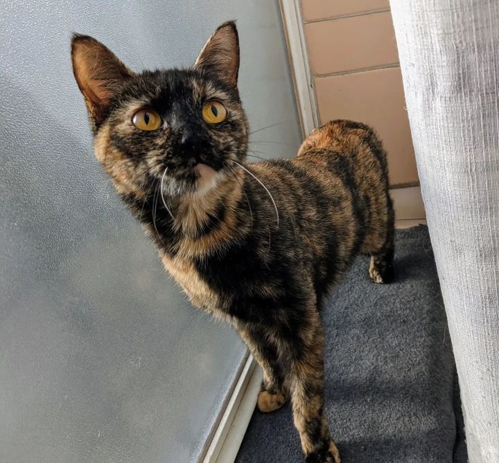 Stray Cat Climbs a Fire Escape to Get into Someone's Home So Her Life Can Change