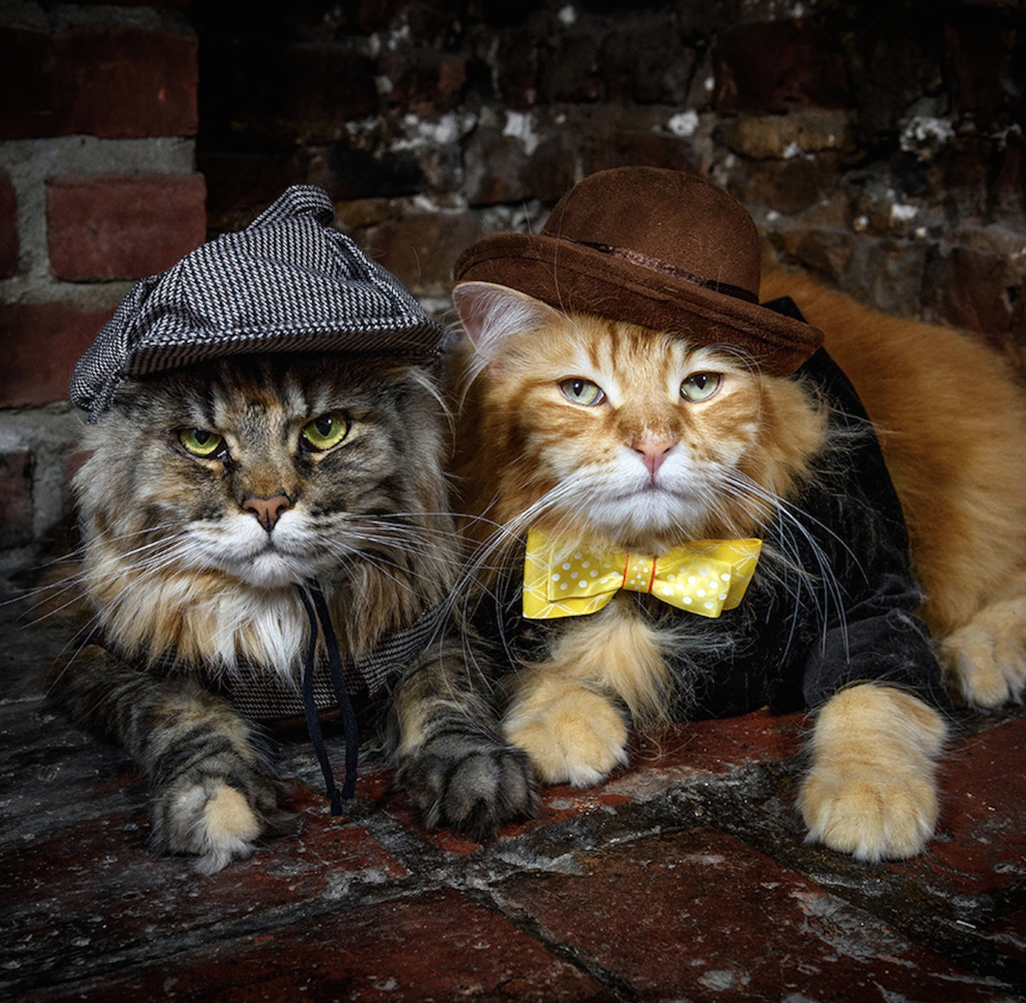 Artemis and Apollo | PetLondon Models | Professional Pet Model Agency