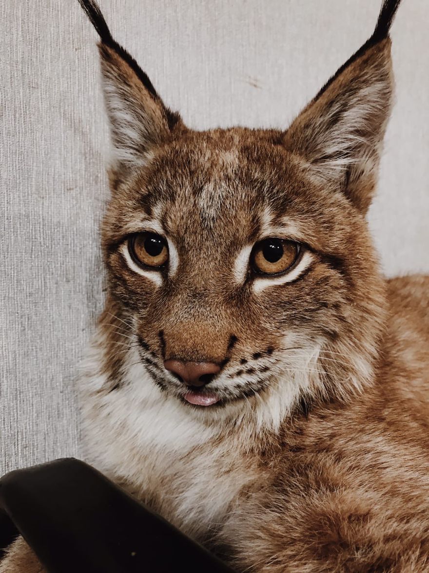 I Adopted Two Lynxes From A Fur Farm, Now I Live With 2 Big 'Cats,' 8 Dogs, And 3 Horses