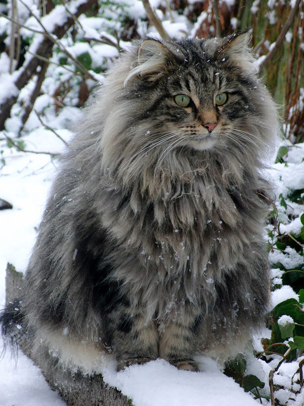 Maine Coon In Winter