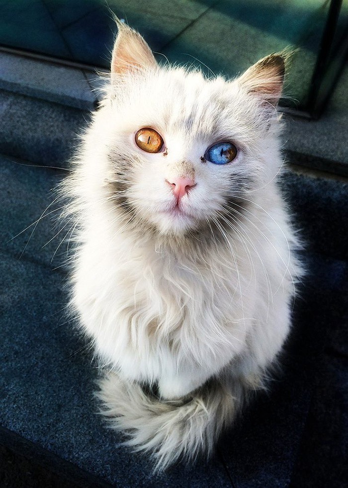 This Cat Has The Power To Mesmerize