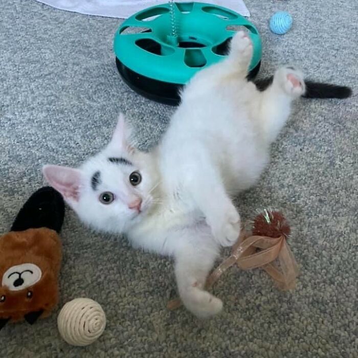 Meet Hénri, A Cat With Eyebrows Who Went Viral Because Of His Unique Facial Markings