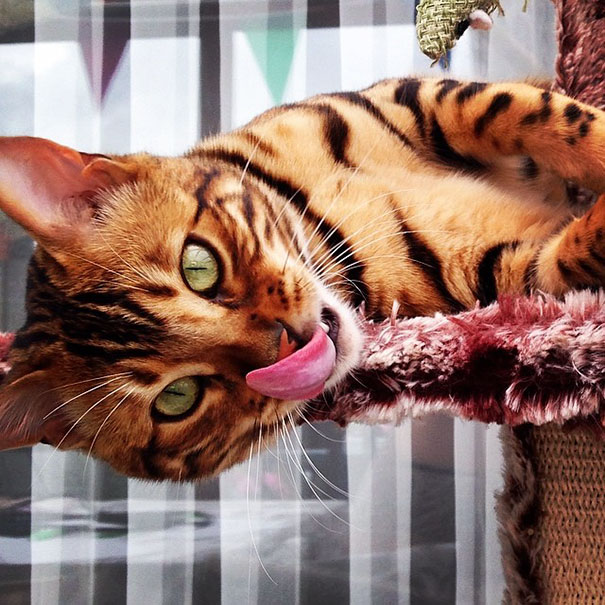 Meet Thor, The Bengal Cat With Purrfectly Beautiful Fur