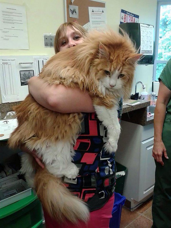 orange maine coon cat woman