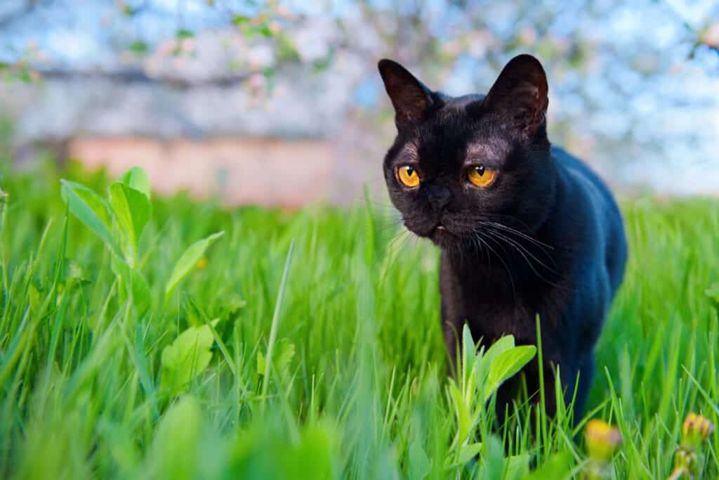 Bombay cat breed