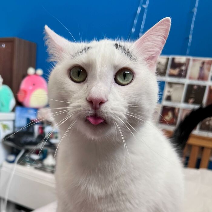 Meet Hénri, A Cat With Eyebrows Who Went Viral Because Of His Unique Facial Markings