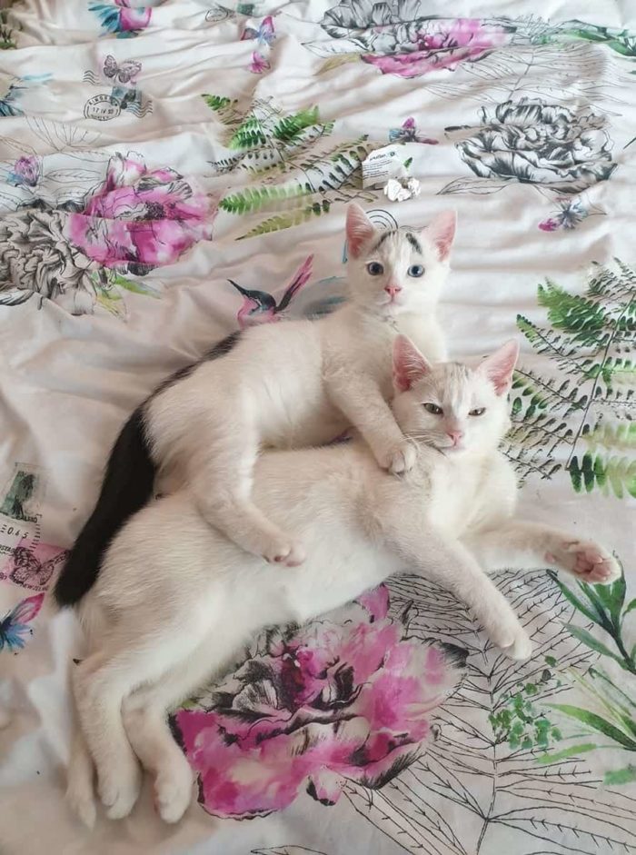 They May Not Be Blood Brothers, But These Two Rescued Kittens Were Meant To Be Family