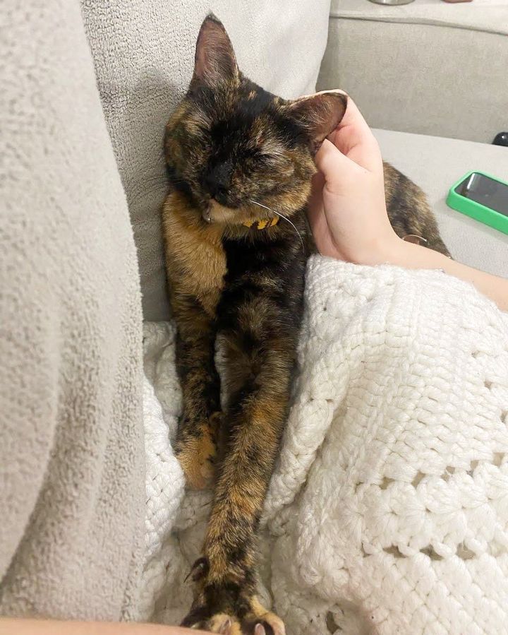 Stray Cat Climbs a Fire Escape to Get into Someone's Home So Her Life Can Change