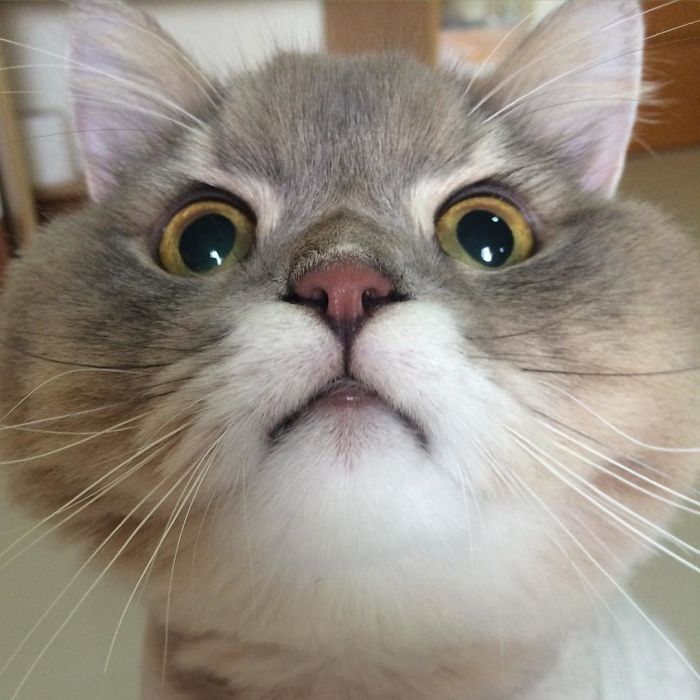 Meet Bone Bone, The Enormous Fluffy Cat From Thailand That Everyone Asks To Take A Picture With