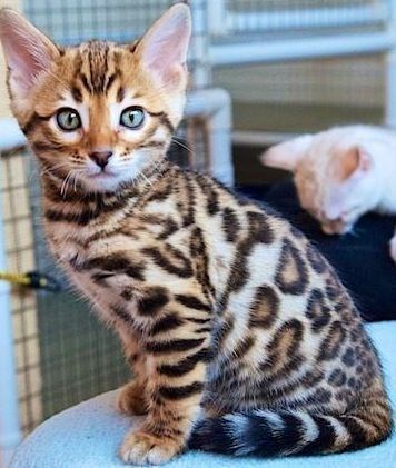 bengal cat - Cat