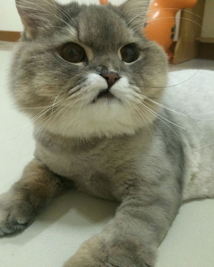 Meet Bone Bone, The Enormous Fluffy Cat From Thailand That Everyone Asks To Take A Picture With