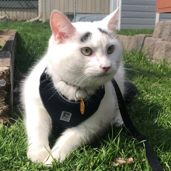 Meet Hénri, A Cat With Eyebrows Who Went Viral Because Of His Unique Facial Markings