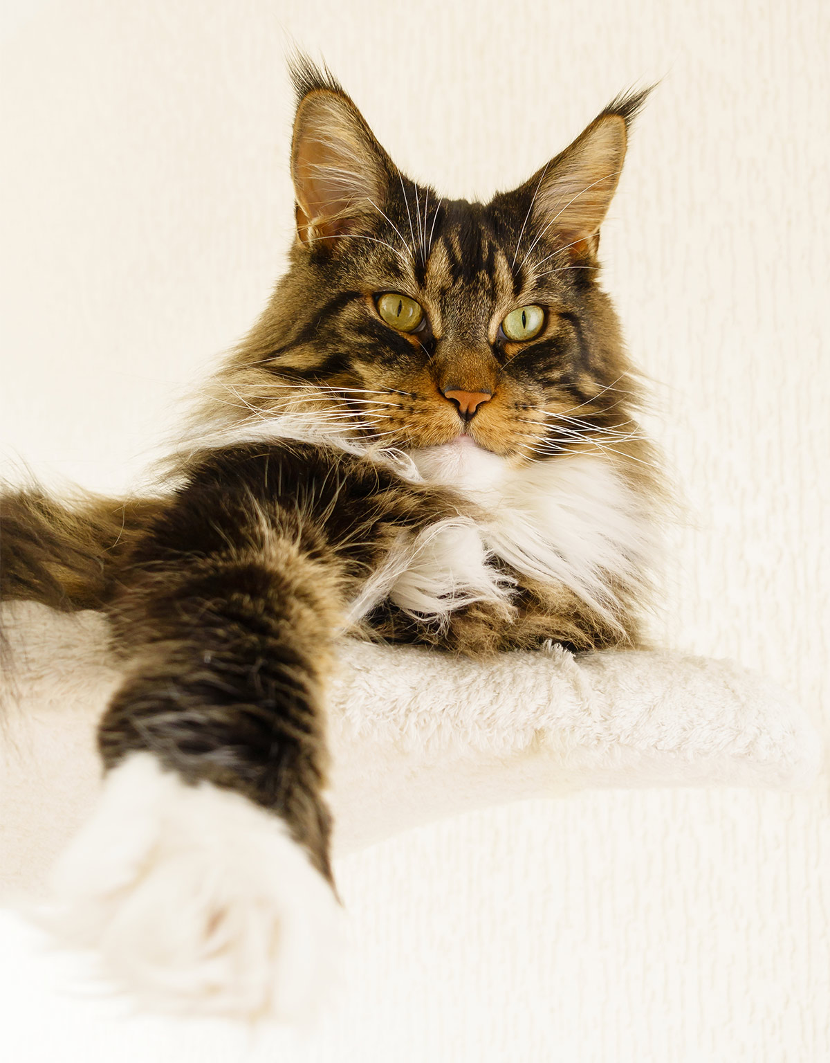 Pictures of Maine Coon Cats paws