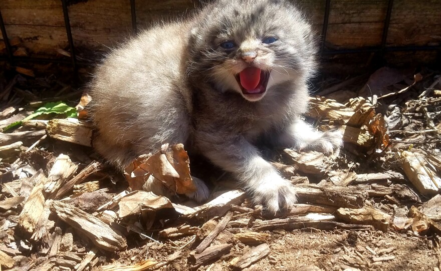 Pallas' cat kitten