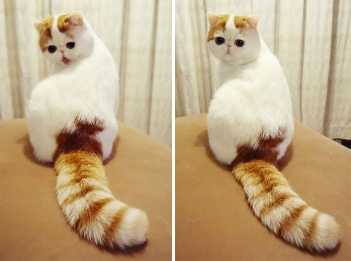 Exotic Shorthair