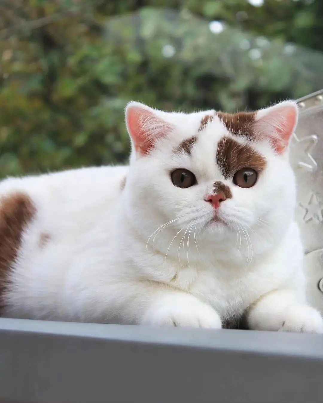 Brown Spot: The Cute, Adorable, Chubby Cat Loved by His Owner.thi