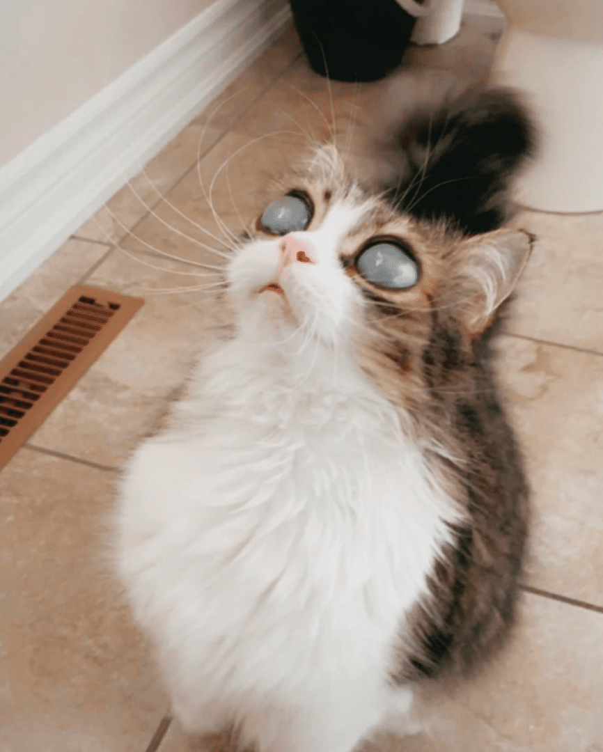 PIco the Blind Cat