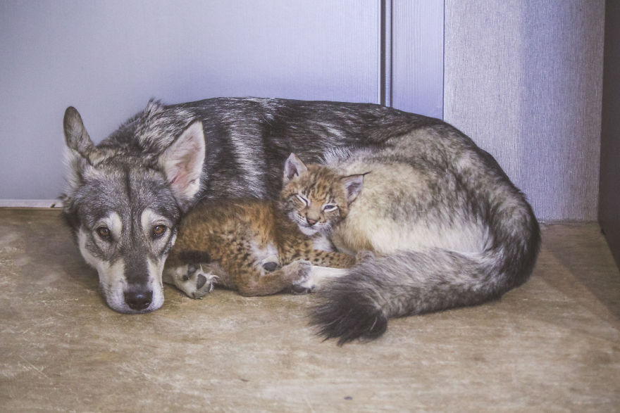 I Adopted Two Lynxes From A Fur Farm, Now I Live With 2 Big 'Cats,' 8 Dogs, And 3 Horses