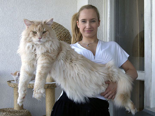 One Long And Fluffy Cat