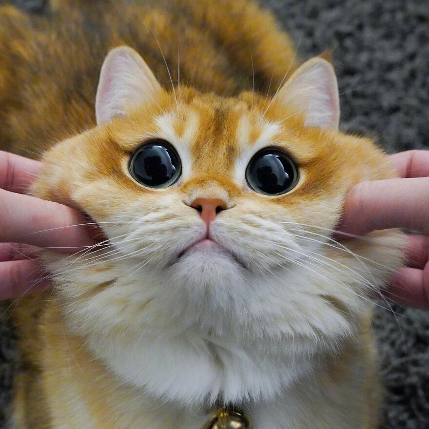 This Adorable Cat Looks Exactly Like Shrek's Puss In Boots, And The Internet Went Nuts For It