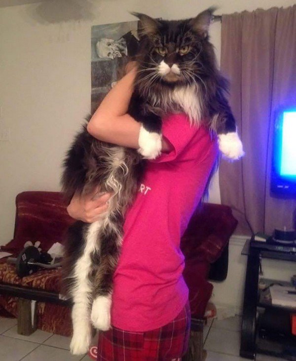 dark maine coon cat