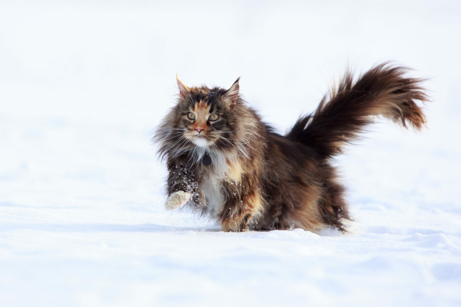 Maine Coon cat