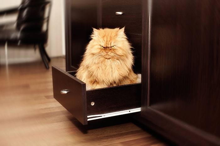 Meet Garfi, The World's Angriest Cat