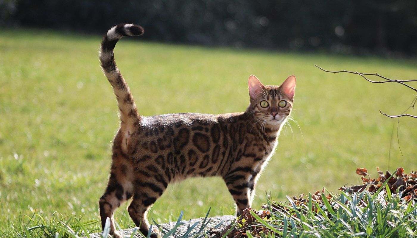 bengal-brown