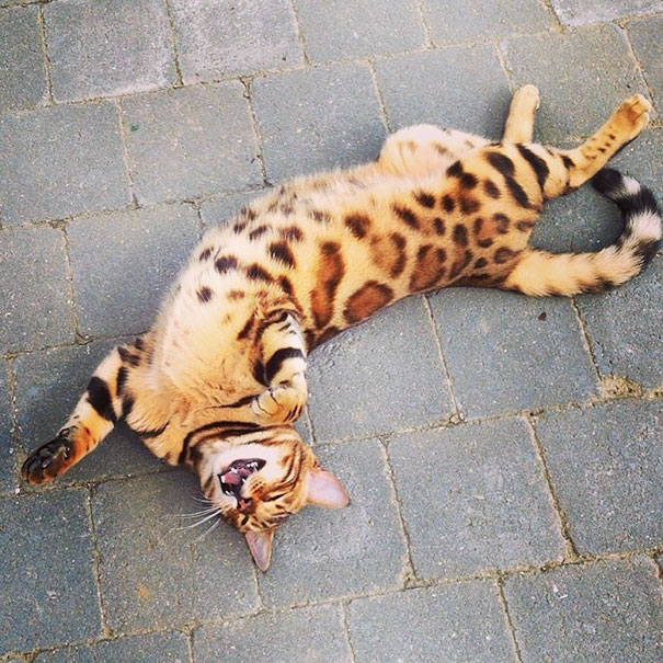 Meet Thor, The Bengal Cat With Purrfectly Beautiful Fur