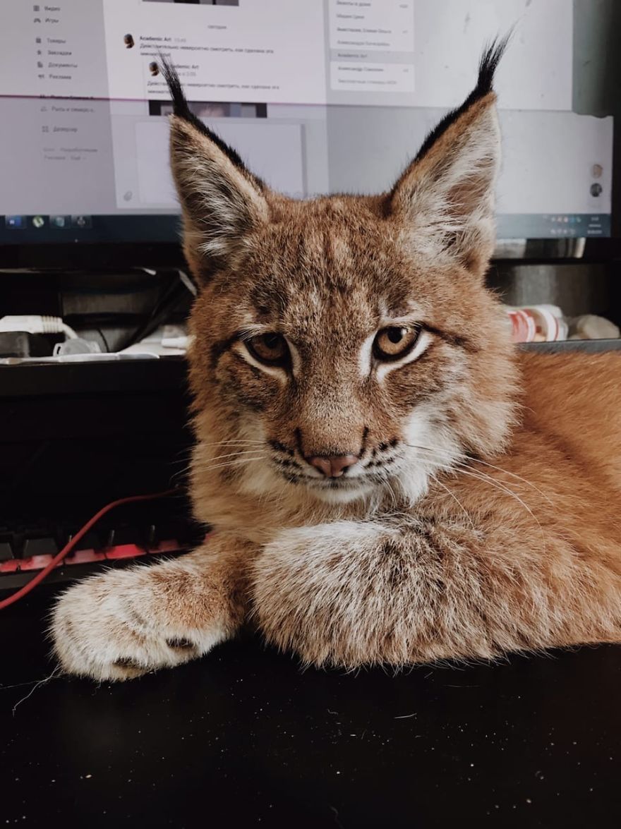 I Adopted Two Lynxes From A Fur Farm, Now I Live With 2 Big 'Cats,' 8 Dogs, And 3 Horses