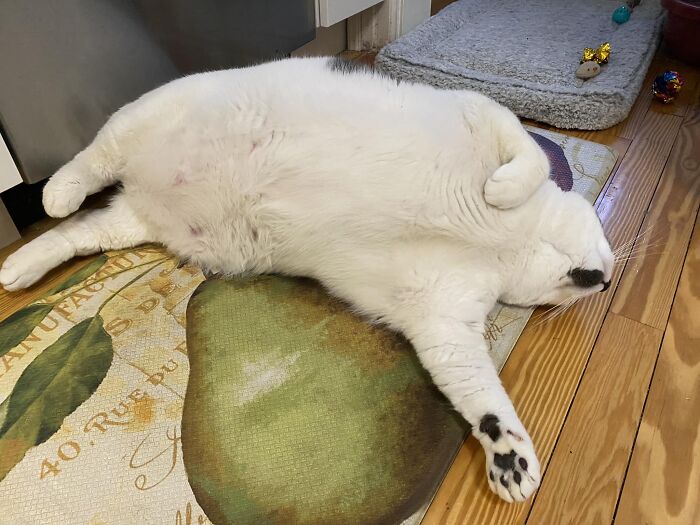 The Journey Of Patches, A 40-Pound Cat, Begins Anew After He Gets Adopted And Is Put On A Special Diet