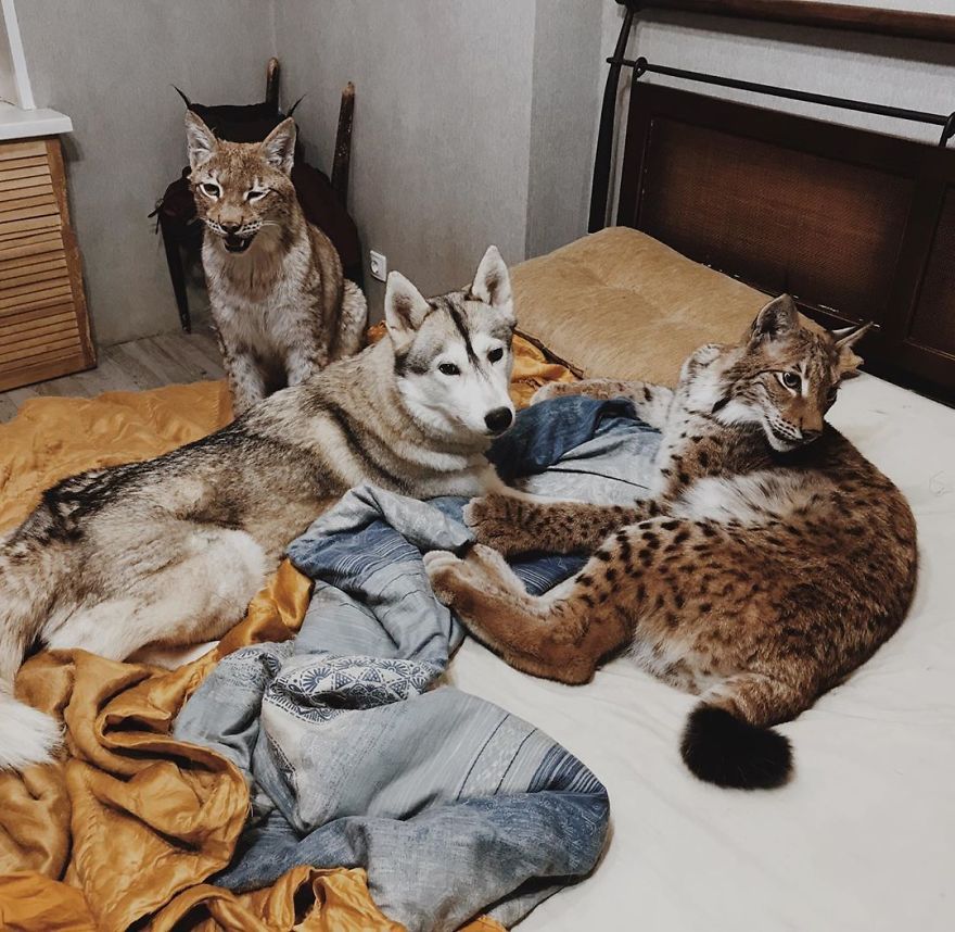 I Adopted Two Lynxes From A Fur Farm, Now I Live With 2 Big 'Cats,' 8 Dogs, And 3 Horses