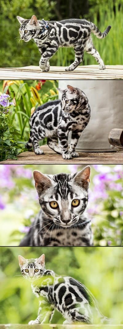 bengal cat - Cat