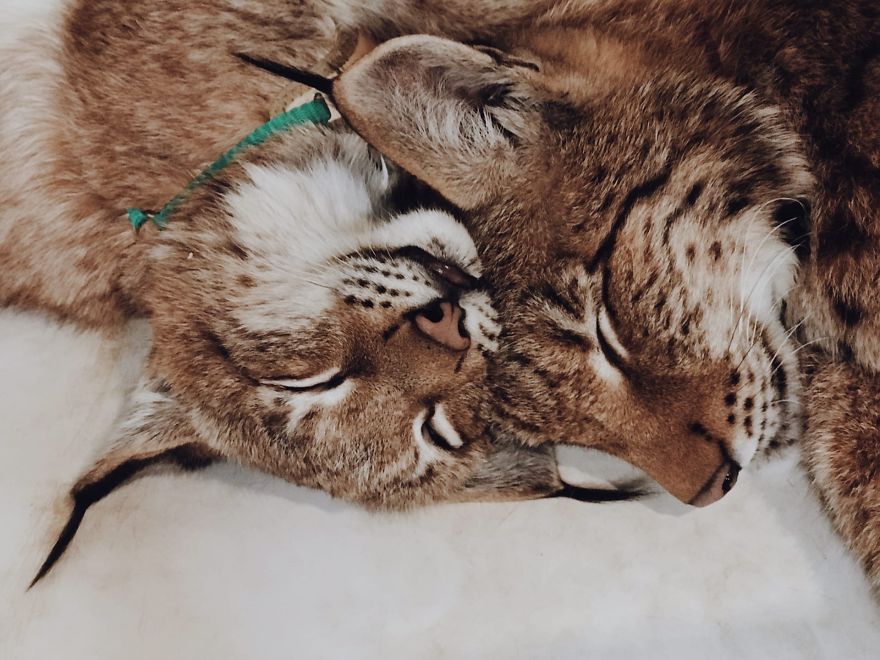 I Adopted Two Lynxes From A Fur Farm, Now I Live With 2 Big 'Cats,' 8 Dogs, And 3 Horses