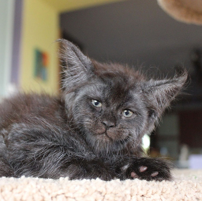 This Whole Litter Of 5 Maine Coon Kittens Was Born With Cute But Grumpy Faces