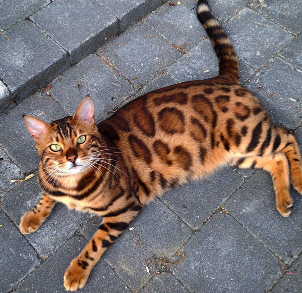 Meet Thor, The Bengal Cat With Purrfectly Beautiful Fur