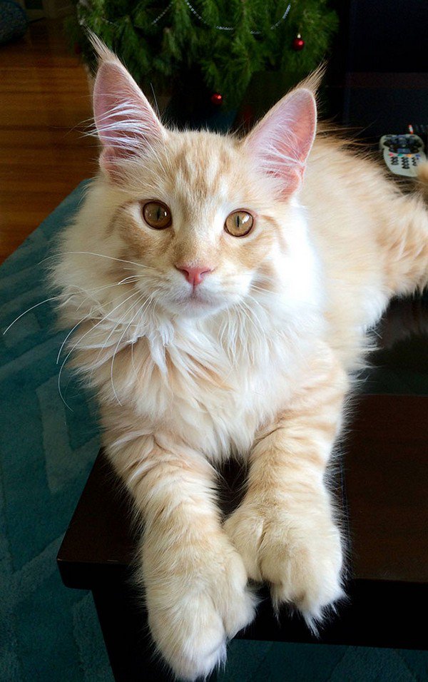 maine coon cat