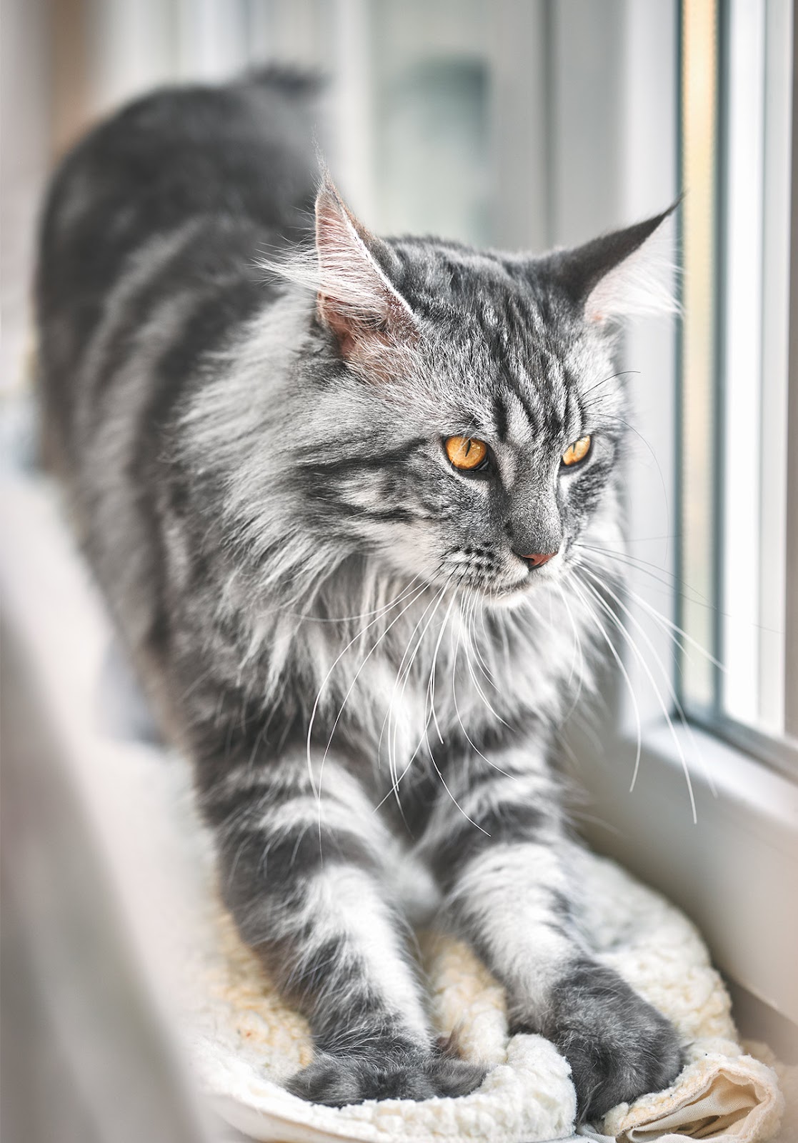 Pictures of Maine Coon cats