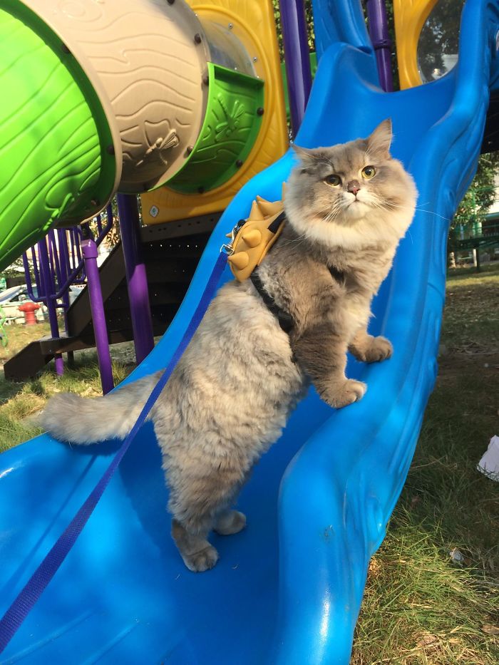 Meet Bone Bone, The Enormous Fluffy Cat From Thailand That Everyone Asks To Take A Picture With