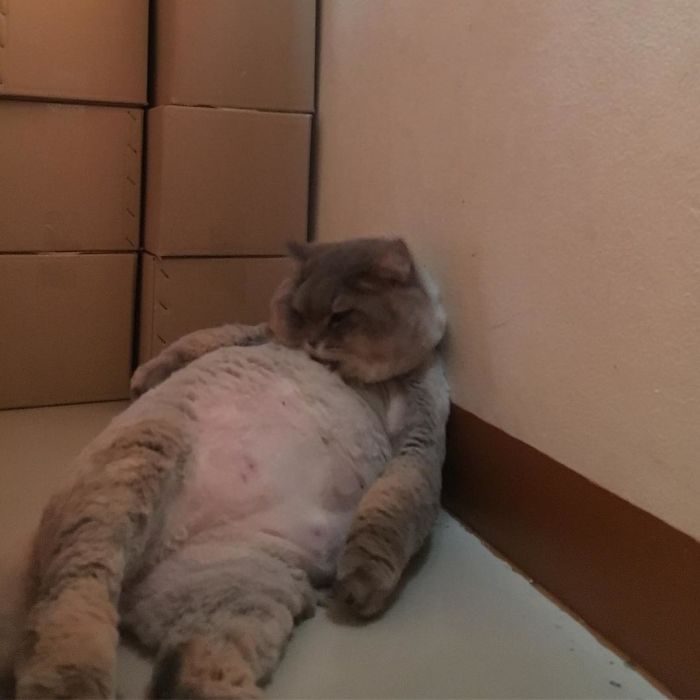 Meet Bone Bone, The Enormous Fluffy Cat From Thailand That Everyone Asks To Take A Picture With