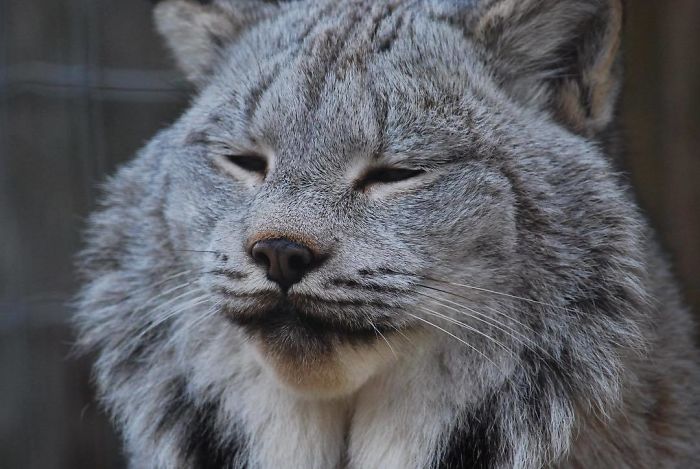 Meet The Canada Lynx Cat With Paws As Big As A Human Hand