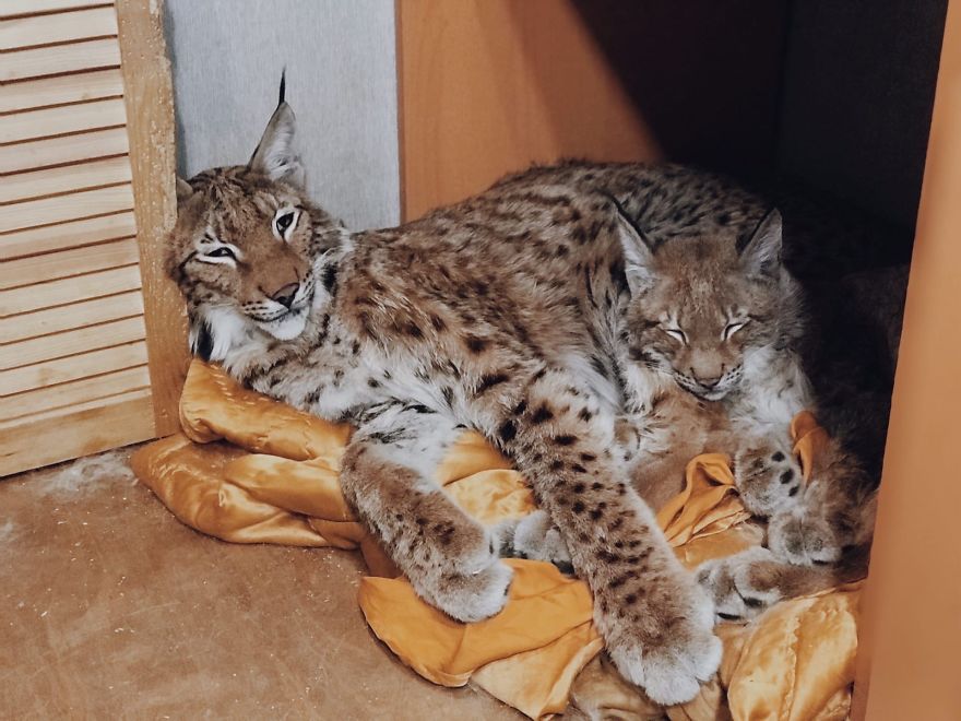 I Adopted Two Lynxes From A Fur Farm, Now I Live With 2 Big 'Cats,' 8 Dogs, And 3 Horses