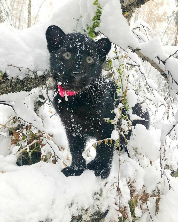 Meet Luna The Pantera: Perhaps The Fiercest Rescue Ever