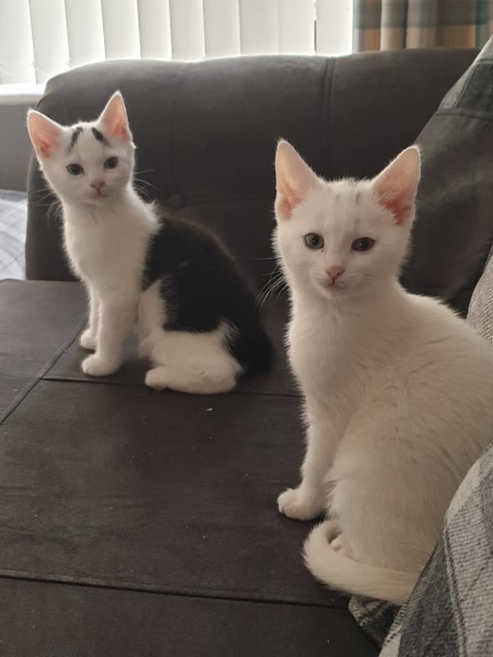 They May Not Be Blood Brothers, But These Two Rescued Kittens Were Meant To Be Family