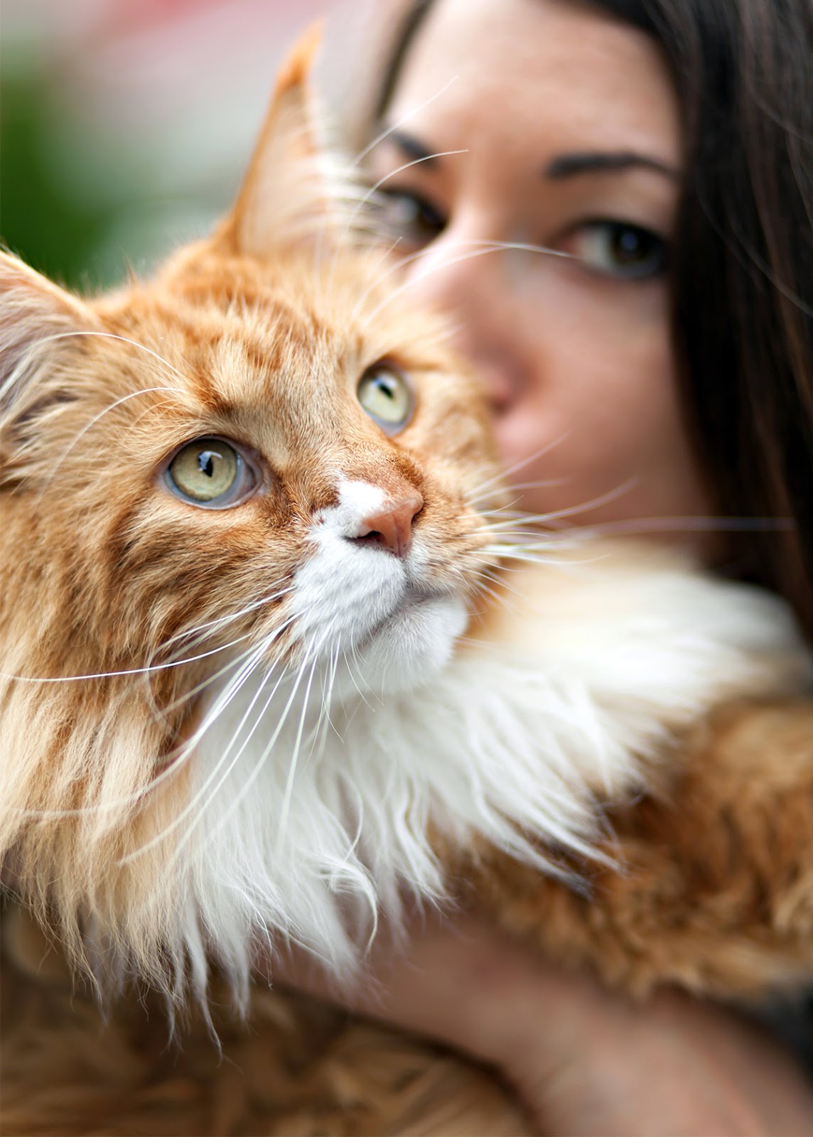 Pictures of large Maine coon cats