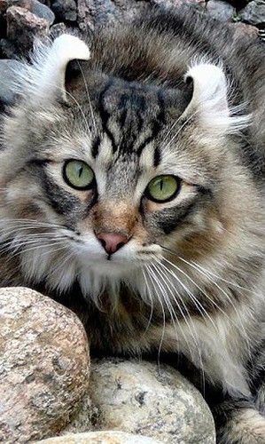 10 Most Beautiful Cat Breeds You're Going To Love